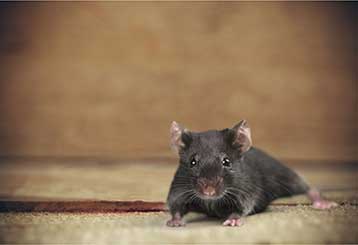Rodent Proofing | Crawl Space Cleaning San Francisco, CA